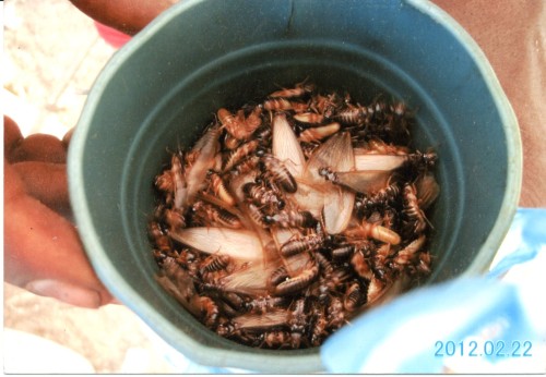 Insects are also precious food and called “Bokobou” by the local people.