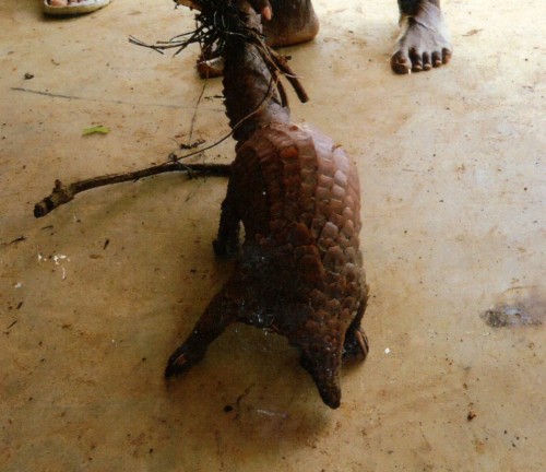 A pangolin caught by a local