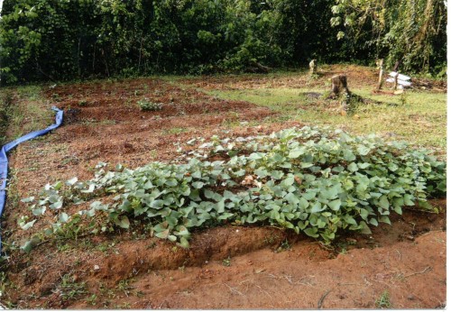 A field of sweet potatoes grown by Mr. Shibuya