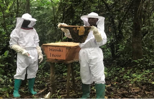 Beekeepers checking the colonized hive