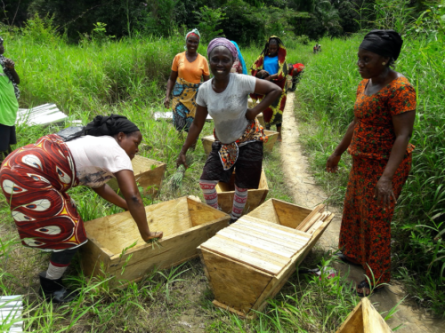 Rubbing beeswax and lemongrass scent on the beehives to attract honeybees