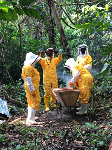 Checking a bee comb