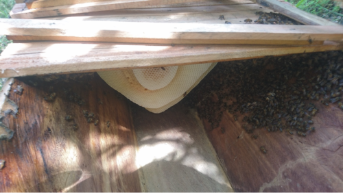 Bees start to make honeycombs