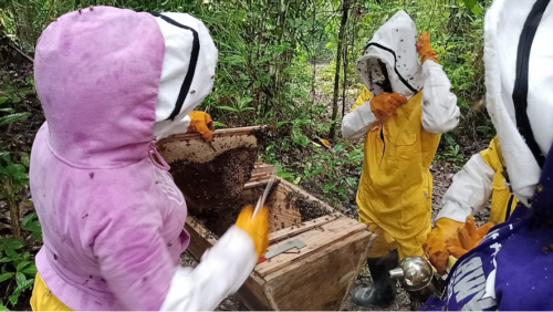 Taking honeycombs out of the beehive