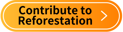 Contribute to Reforestation