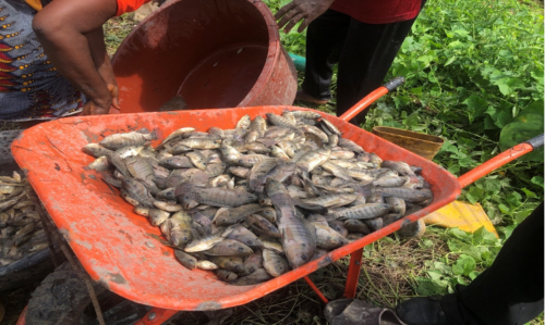 Fish to be sold