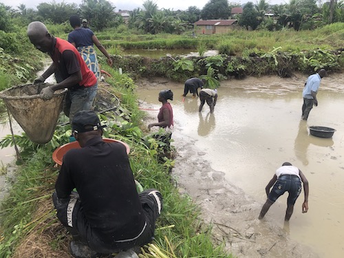 WECMACOS members prepare the fish pond for restocking