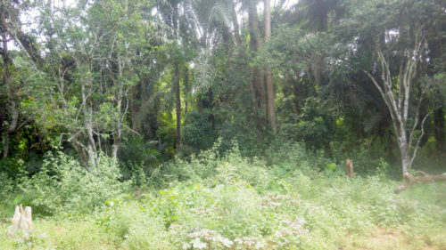 Beekeeping,weasua
