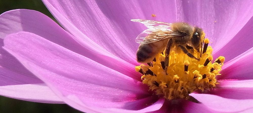 Beekeeping,weasua